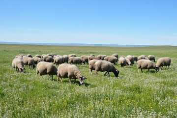 Obraz premium Flock of sheep grazing on a lush green prairie under a clear blue sky, A flock of sheep eating grass on the green prairie under the clear, blue sky