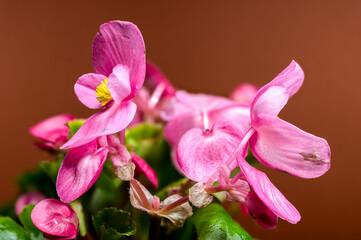 Delicate Pink Begonia Blossoms with Yellow on Warm Brown