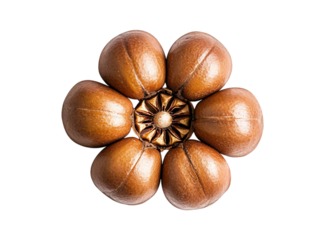 Tasty Breadnut Fruit with Organic Colorful Detail