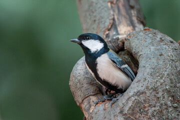 子育て中のシジュウカラ