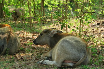 buffalo landscape.Thai buffalo herd standing in the meadow,Buffalo in the countryside thailand. A beautiful scenery 