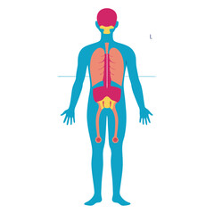 Stylized human body features the chest, lungs, skeleton on a transparent background
