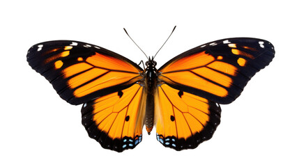 Obraz premium Monarch Butterfly on Black Background