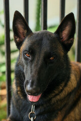 Smart male Belgian Malinois Dog Breed 
