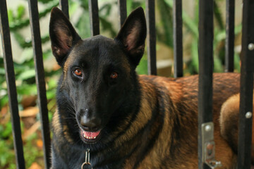 Smart male Belgian Malinois Dog Breed 
