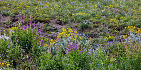Panoramic view of beautiful wildflower meadow in Crested Butte, Colorado during Summer time