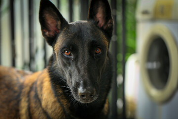 Smart male Belgian Malinois Dog Breed 
