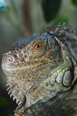 Close-up view of a colorful iguana in natural habitat