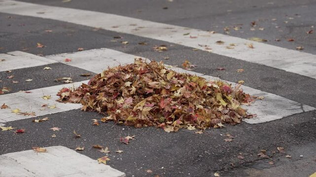 Hojas secas acumuladas en el piso durante el oto&ntilde;o. Paisaje oto&ntilde;al, cambio de estaci&oacute;n, naturaleza, tranquilidad, d&iacute;a soleado, ambiente natural.