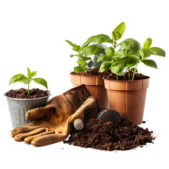Basil seedlings gardening tools soil in pots