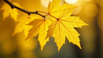 Fototapeta premium Yellow Maple Leaves On Branch In Autumn