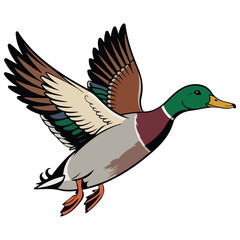 Mallard duck flying isolated vector illustration on white background