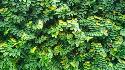 background of fresh green dollar leaves (Ficus Pumila)