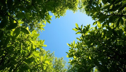 Fototapeta premium Looking up at green leaves forming a natural frame with a blue sky above canopy view