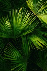 Lush green palm fronds close up