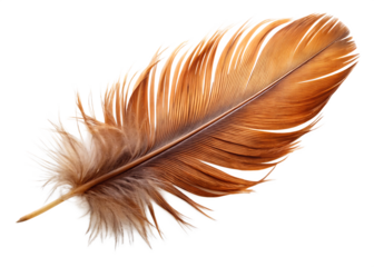 Single brown feather isolated on a white background png ai