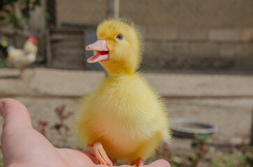 Small yellow goose on hand, goose chick