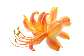 Nature inspired flower in full bloom adds peaceful charm to outdoor graphics and botanical illustrations