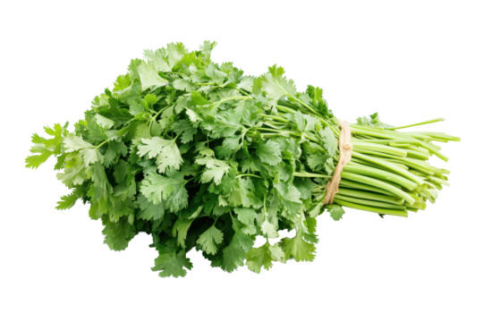 Fresh cilantro bunches are an essential herb for adding flavor color and aroma to any recipe