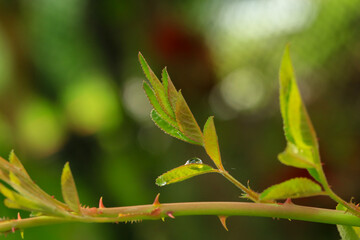 Roses are growing in the garden nursery.
