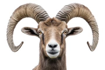 Face to face with a goat captured in a clear frontal view perfect for farm themes