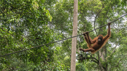 A young orangutan is hanging on a rope in a bizarre pose, holding onto a  tightrope with his hands and feet. The background is the green branches of tropical rain forest trees. Malaysia. Borneo. © Вера 