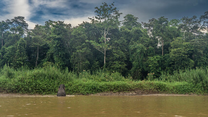 The pygmy elephant comes out of the river. View from the back. There is tall, lush green grass and...