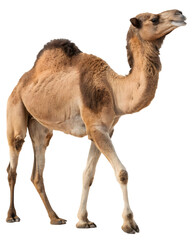 camel on transparent background. Eid Al Adha concept.