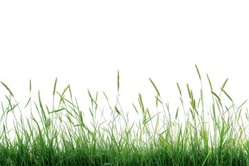 Fototapeta premium Grama grass wheat and triticale symbolize strong harvests and agricultural prosperity in farming themed content