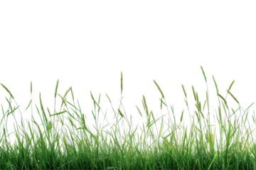 Grama grass wheat and triticale symbolize strong harvests and agricultural prosperity in farming themed content