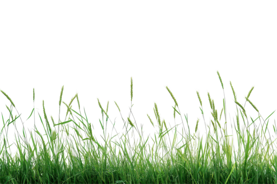 Grama grass wheat and triticale symbolize strong harvests and agricultural prosperity in farming themed content - Powered by Adobe