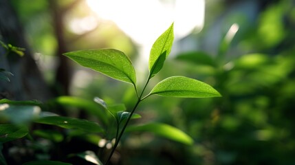 Vibrant green leaf bathed in sunlight, a serene moment of nature's delicate beauty
