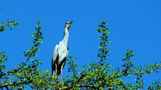 close up of gray heron perched in tree in summer