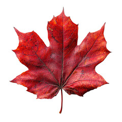 Red maple leaf close up isolated on black background autumn fall season on transparent background