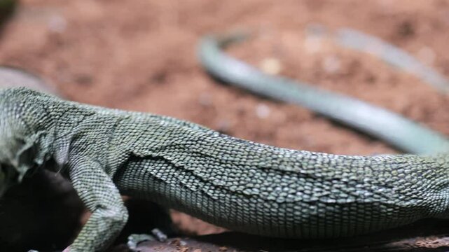 Footage of Biak tree monitor in glass cages