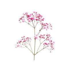 Fototapeta premium Isolated pink baby's breath gypsophila flower stem on black background photo on transparent background