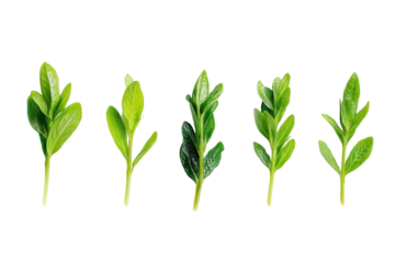 Showcasing growth stages on white background this visual highlights development and transformation in nature