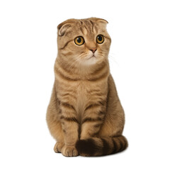 Obraz premium Shy Scottish Fold