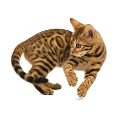 Fototapeta premium Bengal Kitten Playtime