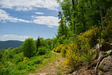 Frühling in den Vogesen bei La Vancelle