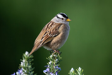 A White-crowned Sparrow (Zonotrichia leucophrys) is perched gracefully on the tip of a rosemary branch adorned with purple flowers