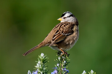A White-crowned Sparrow (Zonotrichia leucophrys) is perched gracefully on the tip of a rosemary branch adorned with purple flowers