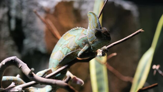 Footage of Veiled chameleon on tree branches