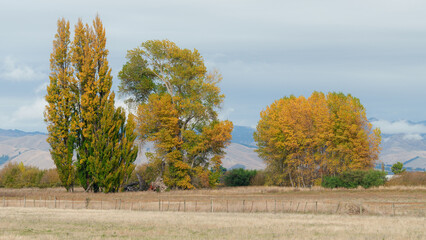 autumn landscape with trees