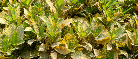 Variegated croton plant with vibrant yellow and green leaves in an outdoor garden setting.