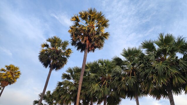 Tall palm trees with fan-shaped leaves under a clear blue sky create a tropical and peaceful atmosphere. - Powered by Adobe