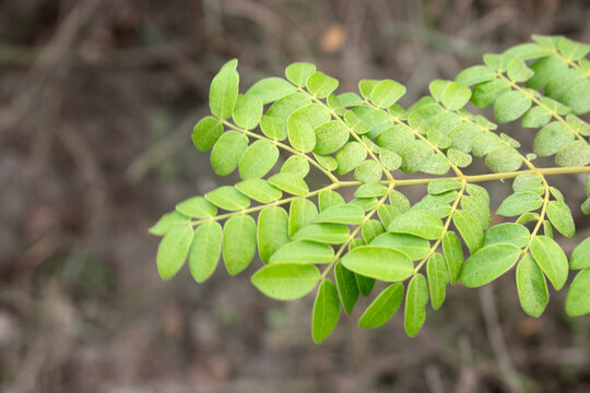 A green nicker nut leaf twig in sharp detail against a softly blurred background.