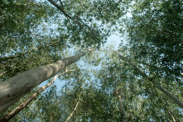 A serene view of tall trees reaching towards a clear blue sky in a dense forest.