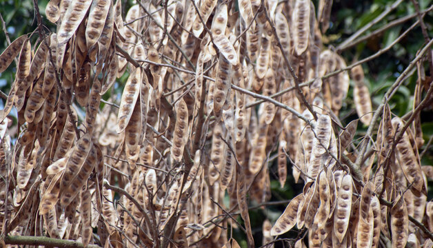 Albizia lebbeck siris tree with natural seed pods hanging from branches in a dense forest environment.