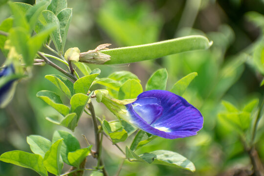 Vibrant blue butterfly pea flower with green pods in a natural outdoor environment under sunlight.